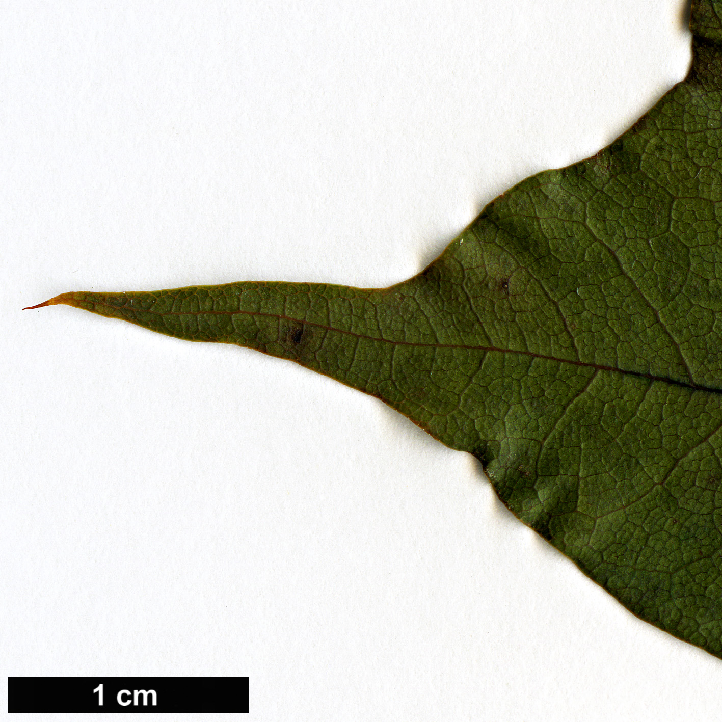 High resolution image: Family: Sapindaceae - Genus: Acer - Taxon: pictum - SpeciesSub: subsp. mono